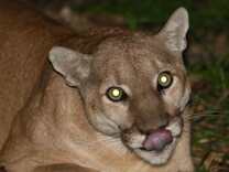 P-41, a 130-pound male mountain lion, was found in the Verdugo Mountains on May 7, 2015