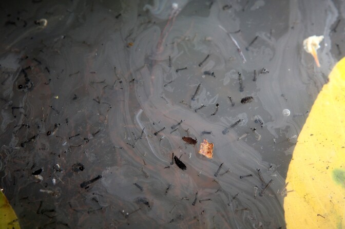 PLEASANT HILL, CA - JUNE 29:  Mosquito larvae are seen in a puddle of water next to a creek on June 29, 2012 in Pleasant Hill, California. As reports of mosquitoes with West Nile virus are increasing across the country and several people have been confirmed to be infected by the potentially dangerous disease, the Contra Costa County Mosquito and Vector Control District is testing mosquito larvae found in standing water throughout the county and is using mosquito fish and BVA Larvacide oils to eradicate the pest.  (Photo by Justin Sullivan/Getty Images)