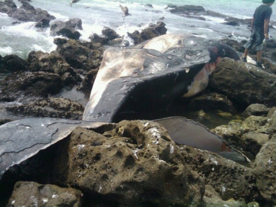 Humpback-White-Point.jpg