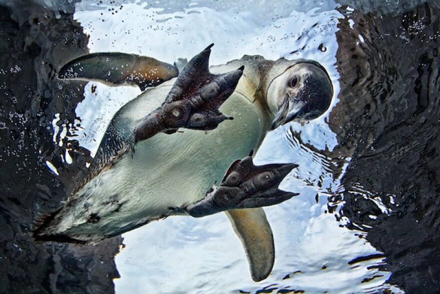 20120512_AOPpenguin_6781w.jpg