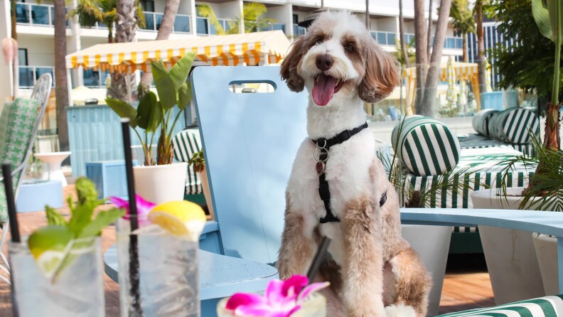 A dog sits on a cushioned deck chair at an outdoor hotel restaurant and lounge area. Drink glasses garnished with citrus wedges and flowers can be seen in the foreground.