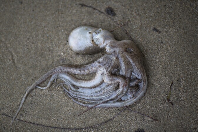 GOLETA, CALIFORNIA - MAY 20: An octopus lies dead on an oil-covered beach after an oil spill near Refugio State Beach on May 20, 2015 north of Goleta, California. About 21,000 gallons spilled from an abandoned pipeline on the land near Refugio State Beach, spreading over about four miles of beach within hours. The largest oil spill ever in U.S. waters at the time occurred in the same section of the coast where numerous offshore oil platforms can be seen, giving birth to the modern American environmental movement. (Photo by David McNew/Getty Images)