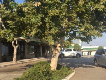 From Lot to Spot says Lennox deserves equal access to tree planting choices. They point to California sycamores planted in other areas around the county, like this one in Altadena. 