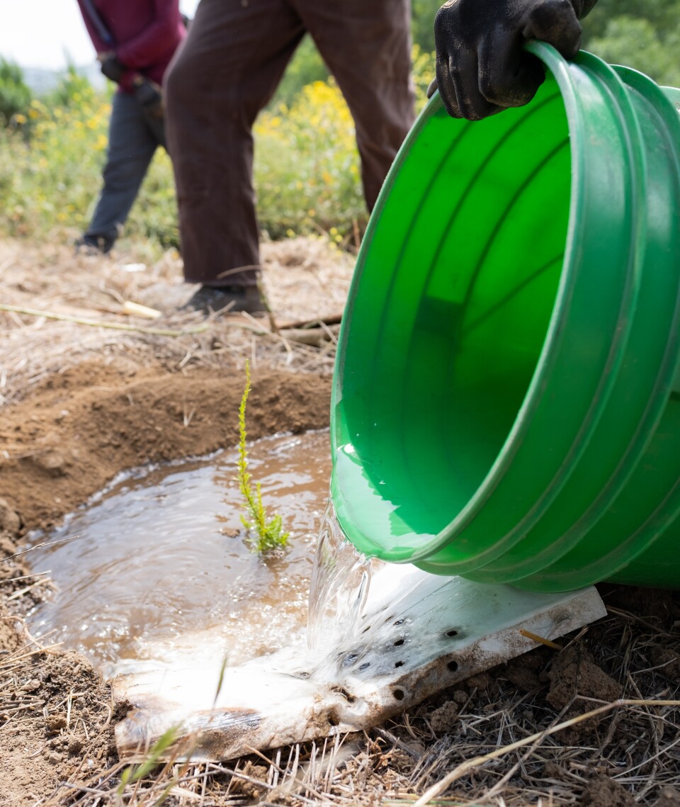 A green bucket of water being poured onto dirt.