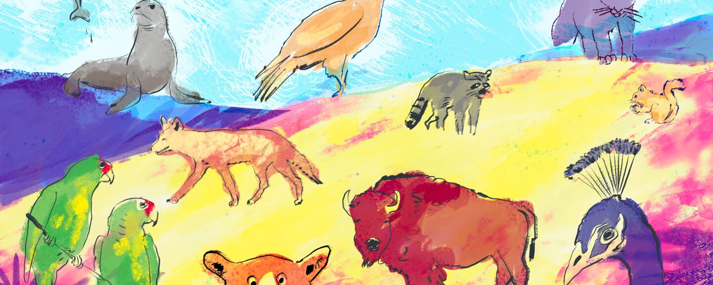 Illustration of various wildlife: parrot, bear, buffalo, coyote, raccoon, squirrel, seal, mountain lion, peacock, eagle