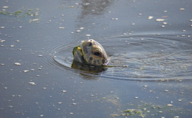 A turtle pokes its head above water with algae on its mouth.