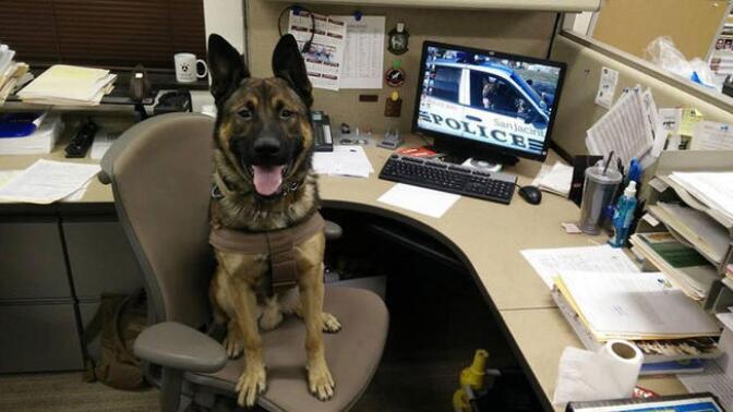 San Jacinto Police K-9 Sultan was shot and killed on Wednesday, Jan. 21, 2015, while assisting with the search of what police say was a wanted felon at a residence in Hemet.