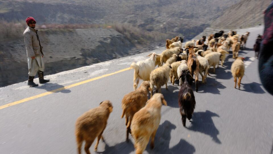 A film photograph taken by one of our staff members of a herd of goats on a road in Pakistan.