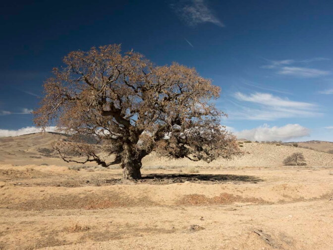Blue oak trees up to 500 years old thrive in California's drought-scorched foothills. Their rings provide a unique record of drought and wetness for the Golden State
