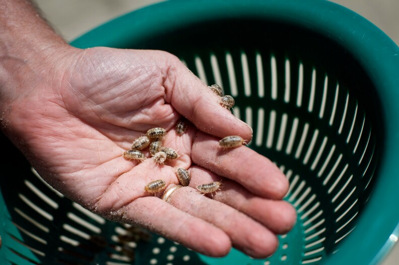 Isopods crawl on Hubbard's hand. Although they look like insects, they're crustaceans that burrow into the beach sand and are nocturnal.