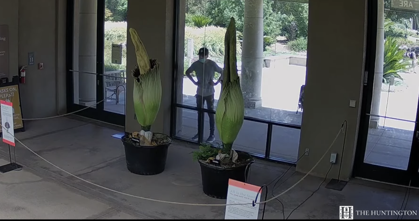 Two "corpse flowers" sit in large oversized black pots near a window where a person in mask looks in. The plants are green and have a stem protruding from a center flower.