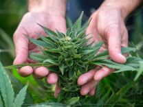 An Israeli agricultural engineer inspects marijuana plants at the BOL (Breath Of Life) Pharma greenhouse in the country's second-largest medical cannabis plantation, near Kfar Pines in northern Israel, on March 9, 2016.
The recreational use of cannabis is illegal in the Jewish state, but for the past 10 years its therapeutic use has not only been permitted but also encouraged. Last year, doctors prescribed the herb to about 25,000 patients suffering from cancer, epilepsy, post-traumatic stress and degenerative diseases. The purpose is not to cure them but to alleviate their symptoms. Forbidden to export its cannabis plants, Israel is concentrating instead on marketing its agronomic, medical and technological expertise in the hope of becoming a world hub in the field.
 / AFP / JACK GUEZ        (Photo credit should read JACK GUEZ/AFP/Getty Images)