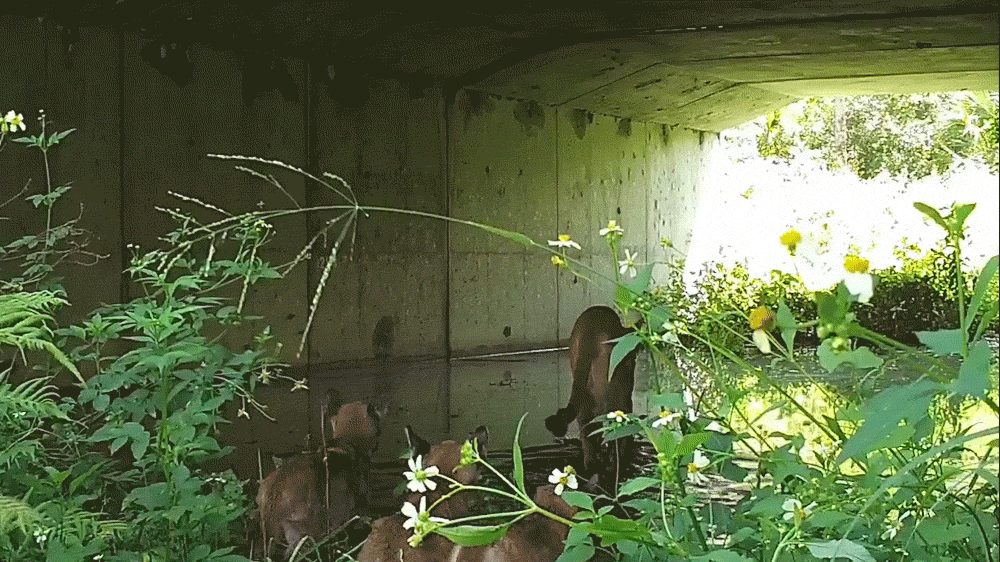 Panthers walk through shallow water beneath a bridge, plantlife on either side, the sun shining.