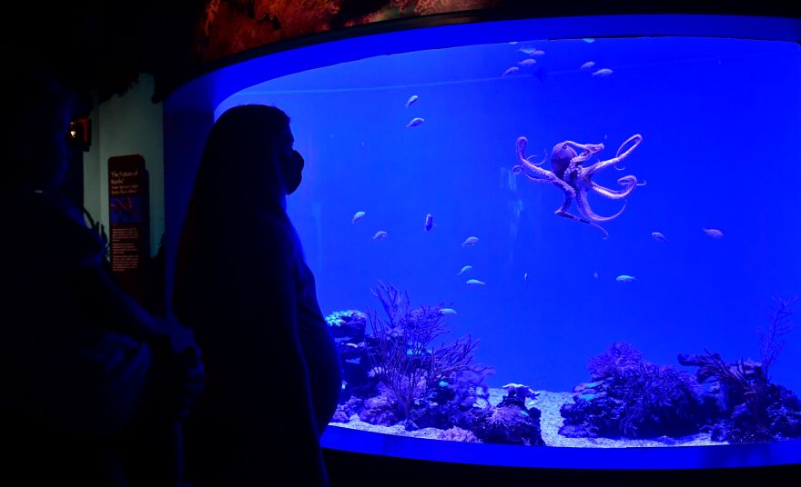 An octopus swims in a large blue tank as a person looks on