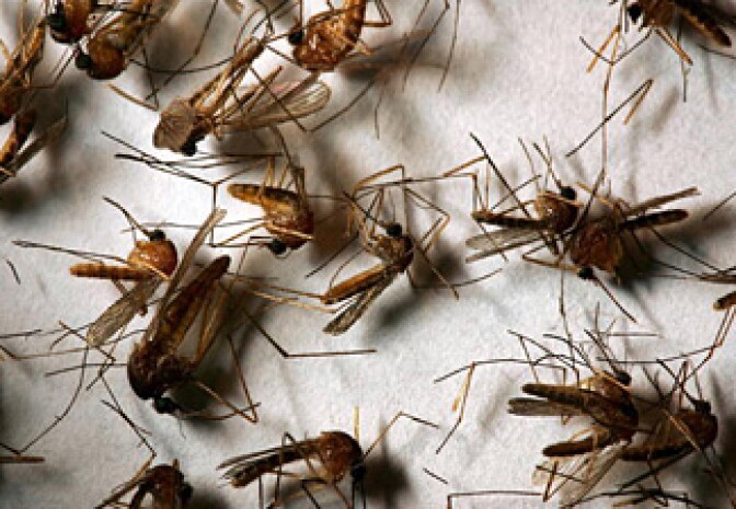 A field sample of mosquitoes that could carry West Nile Virus.