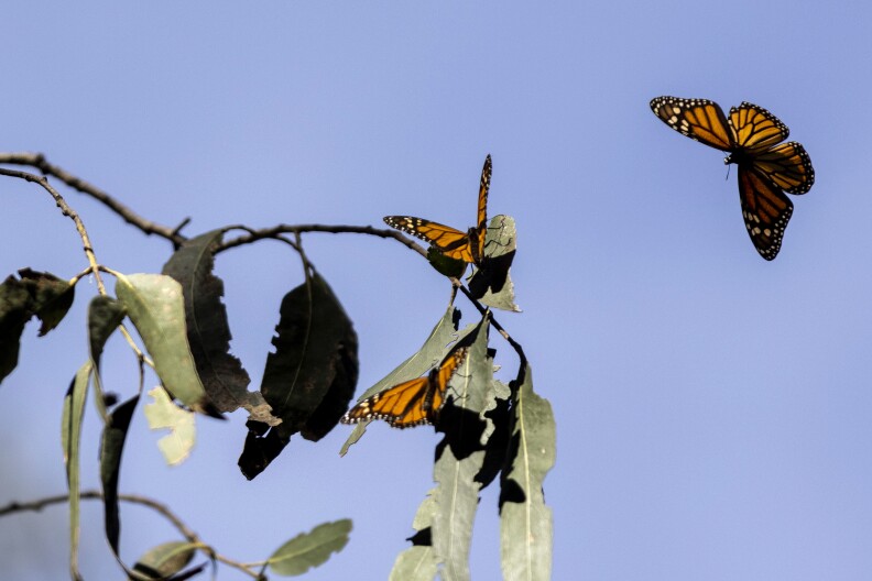 A black and orange colored monarch butterfly flies to a plant with green leaves. Two other black and orange colored monarch butterflies sit on the plant.