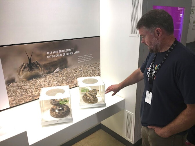 Greg Pauly, curator of reptiles and amphibians at the Natural History Museum of Los Angeles County, points to a model gopher snake on display. 
