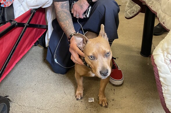 A person kneeling down and petting a dog in front of them. There is a red pull cart full of personal items next to them.