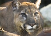 A mountain lion.
