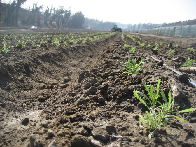 The Irvine Ranch Conservancy's native farm will provide seed for habitat restoration.
