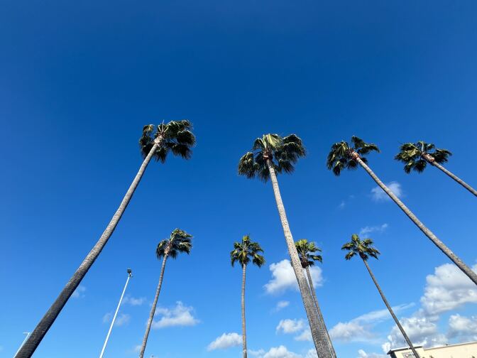 The fronds on palm trees blow in the wind.