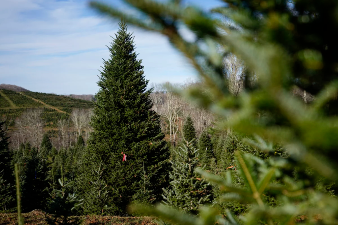 In this photo, the official White House Christmas tree, a 20-foot Fraser fir, stands tall in a cone shape among shorter trees at Cartner's Christmas Tree Farm in Newland, North Carolina, on November 13. In the background is hilly terrain.