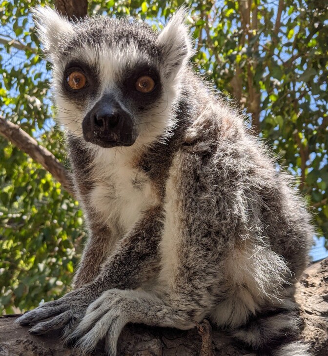 ring-tailed lemur