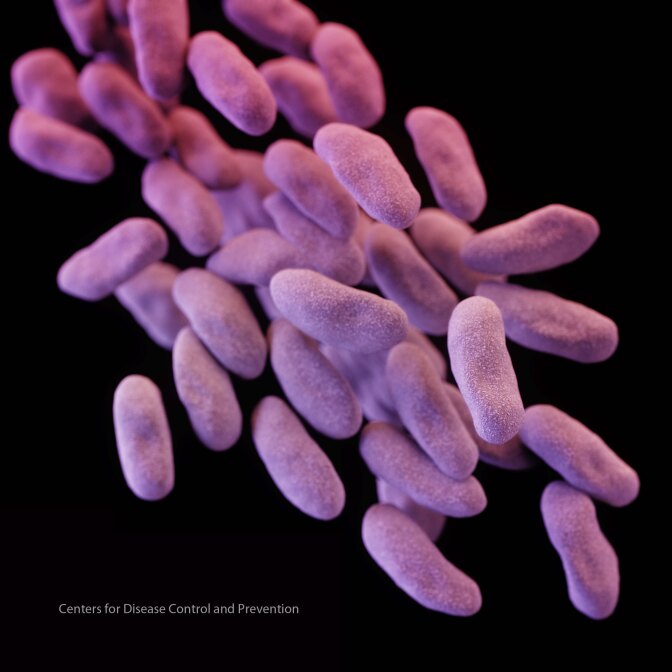 This illustration released by the Centers for Disease Control and Prevention shows a group of carbapenem-resistant Enterobacteriaceae bacteria.