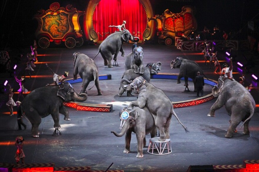 circus_elephants.jpg