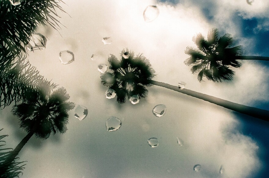 rain-palm-trees.jpg