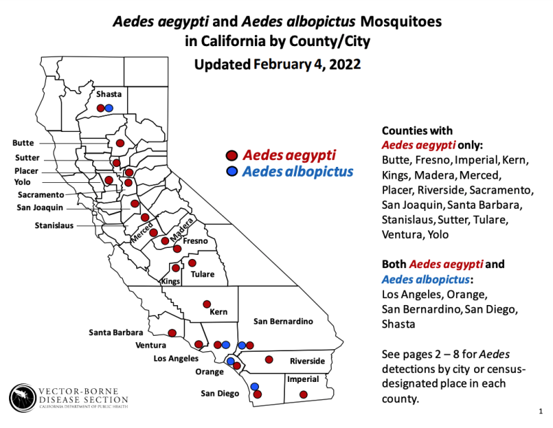 A simple line map of California counties shows the location of Aedes aegypti in red and Aedes albopictus in blue. The dots are now spread throughout the state.