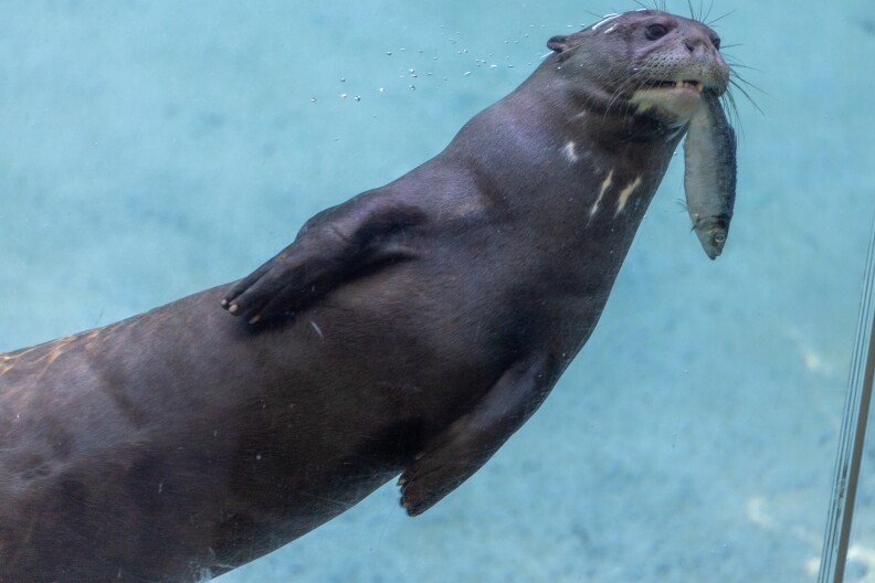 Otter underwater with fish in mouth