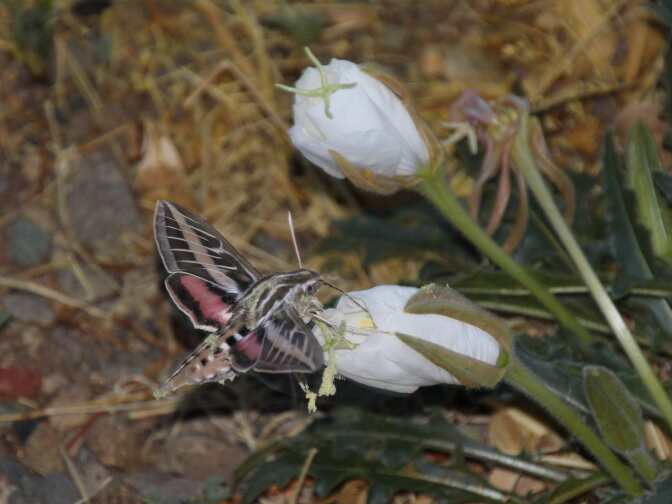 White-lined Sphinx Moth (Hyles lineata) feeding in a Tufted Evening-Primrose flower (Oenothera caespitosa); San Manuel, AZ