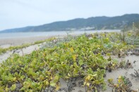 Small light green plants top a sandy dune. 