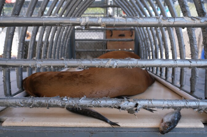 Sea lion in a cage.