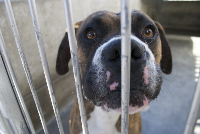 A pit bull mix peers from its cage at the Pasadena Humane Society on Sept. 24, 2013.
