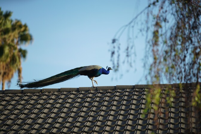 Peacock perched atop an Arcadia residence.