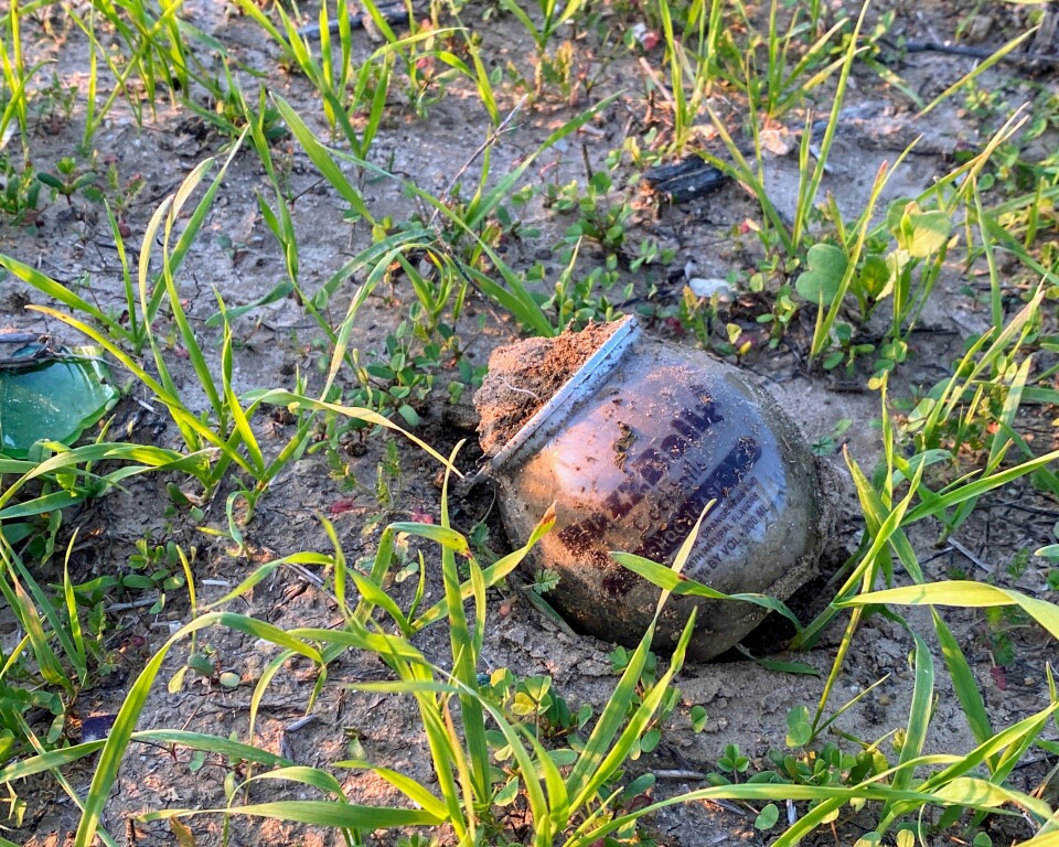 A round BuzzBallz container sits empty in the dirt with plants around it.