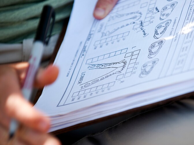 A volunteer for The Nature Conservancy fills out paperwork as each fox is checked. Thirty biologists and other staffers have worked voluntarily on the unofficial Island Fox recovery project in the last ten years.