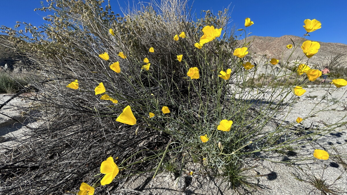 Wildflower Recs - Vimarsana News