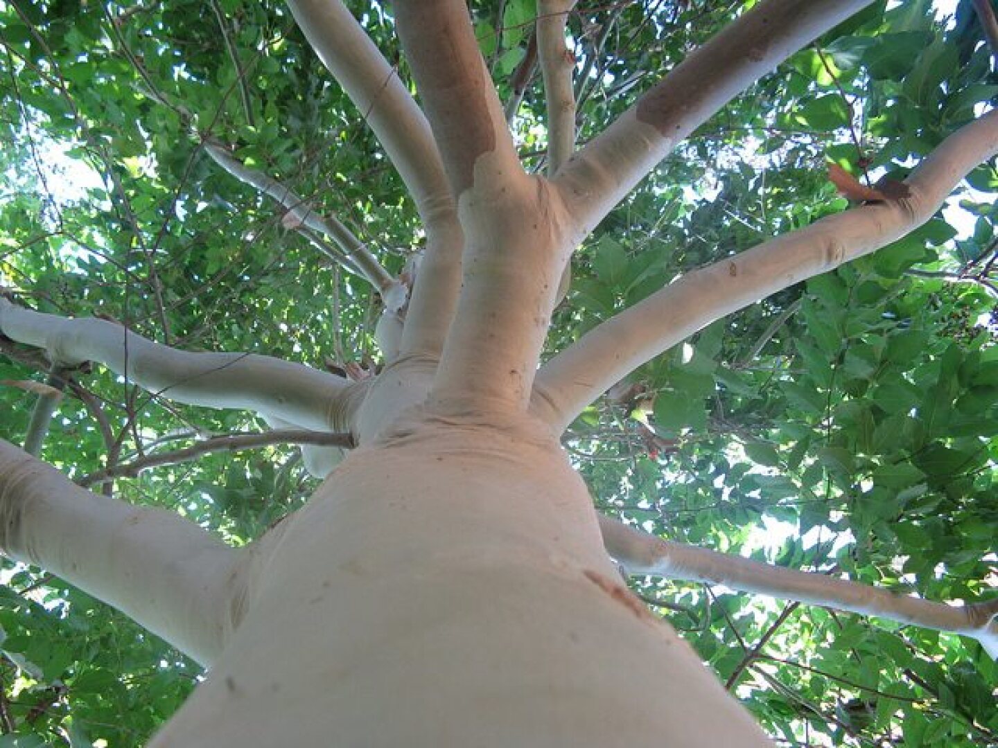 eucalyptus_tree.jpg