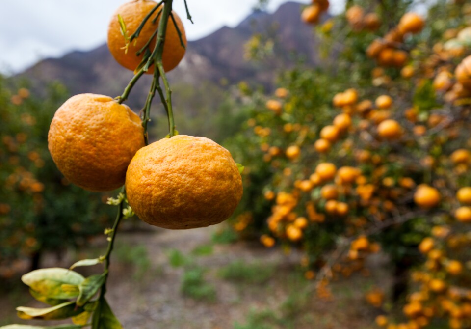 Tangerines in drought ridden Ojai.