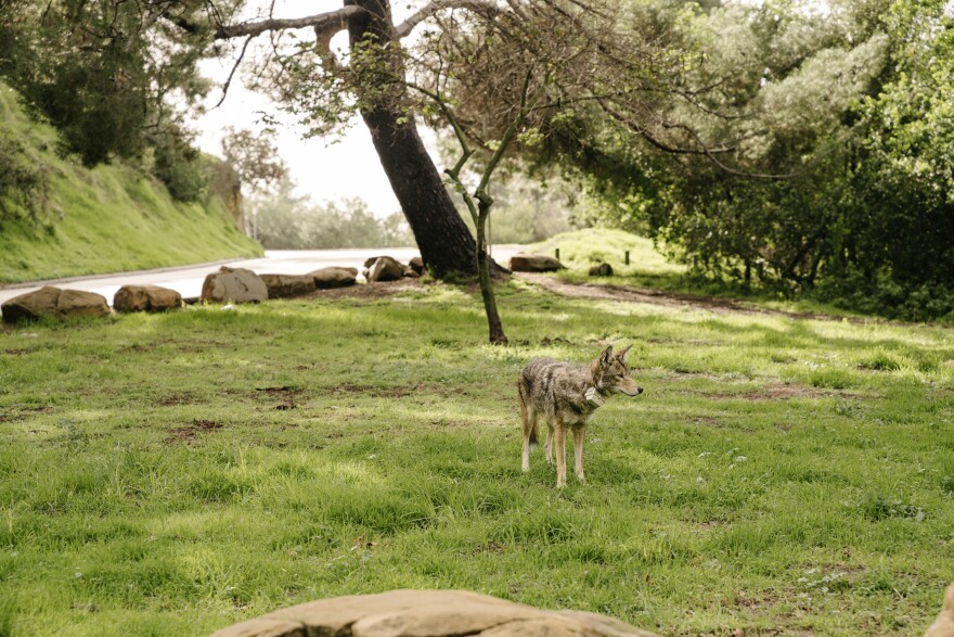 A gray and tan coyote wearing a collar with a gray plastic box on it stands in a green grass clearing next to a small roadway lined with rocks to the left, a large brown tree at the center, and green bushes to the right.