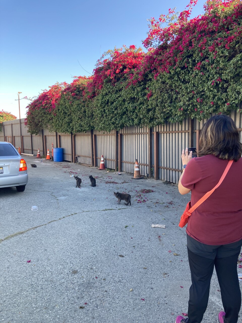 A woman shoulder-length brown hair faces away from the camera, taking a picture of a group of 4 grey cats in a parking lot near a fence.