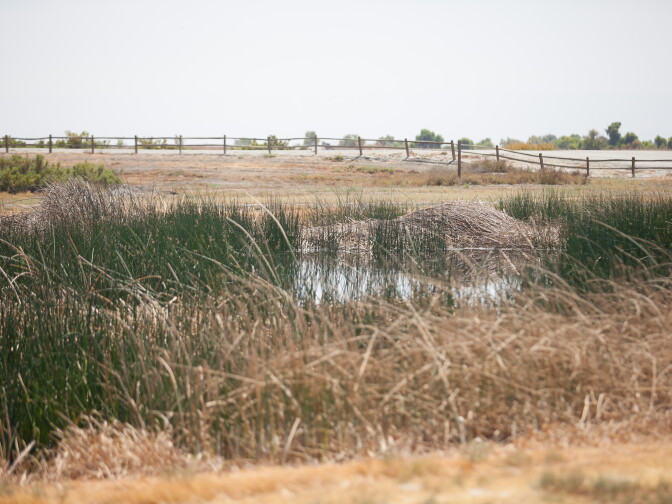 A small pond located at the entrance to the Kern Wildlife Refuge is the only location where water can be seen from the auto tour road on Tuesday, Sept. 1, 2015, and offers an example of what the wetlands will look like once they begin the annual flood-up which has been delayed this year due water restrictions from the drought. 