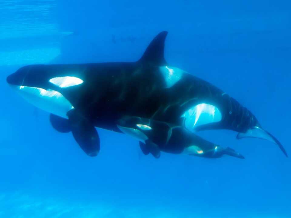 Kasatka swims with her calf in 2013. Hargrove says that when another of Kasatka's calves was taken from her, she emitted "heartbreaking" vocalizations. SeaWorld's Chuck Tompkins says Hargrove's "interpretation" is different "from mine or any other trainer that was there."