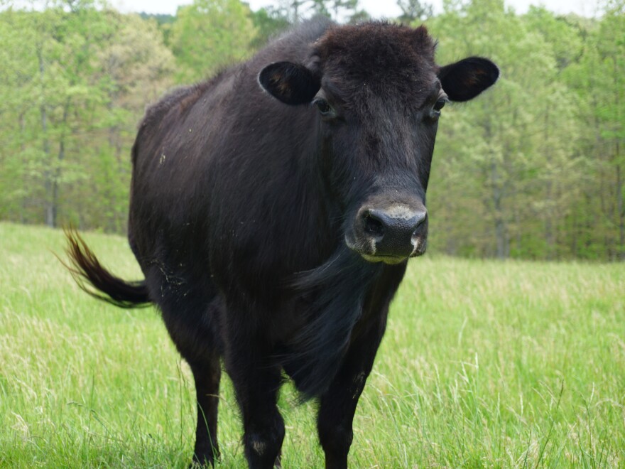 This hybrid bull, which lives on the A&K Ranch near Raymondville, Mo., will be part of the process to create beefalo that are 37.5% bison, the magic number for the best beefalo meat.