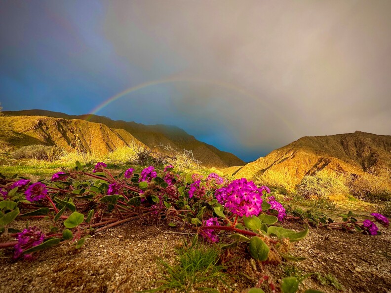 Purple flowers fill the foreground and a rainbow soars across a mountain landscape