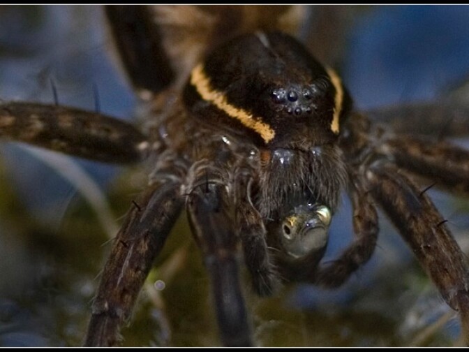 Dolomedes triton captured Sonora chub (Gila ditaenia) in small stream in Sycamore Canyon, Pajarito Mountains, Arizona (photo by Andreas Kettenburg, Thousand Oaks, California, USA). 