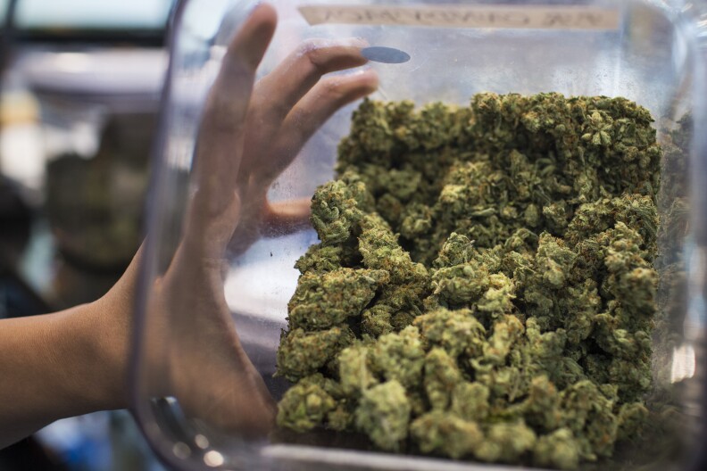 An employee holds one of several strains of medical marijuana sold at a dispensary in downtown Los Angeles on Monday afternoon, Feb. 29, 2016. 